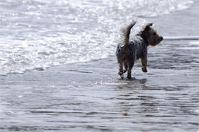 Location Shot - Pet friendly accommodation The Entrance Beach Long Jetty NSW